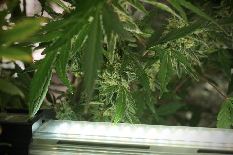 Catching The Ghost Train Haze @ Zamnesia. Week 12 - Ghost Train Haze no veg