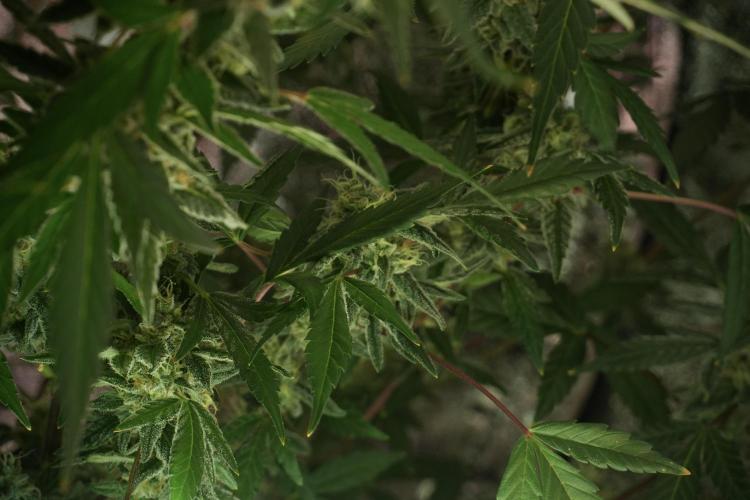 Catching The Ghost Train Haze @ Zamnesia. Week 12 - Ghost Train Haze no veg 