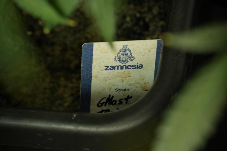 Catching The Ghost Train Haze @ Zamnesia. Week 12 - Ghost Train Haze no veg