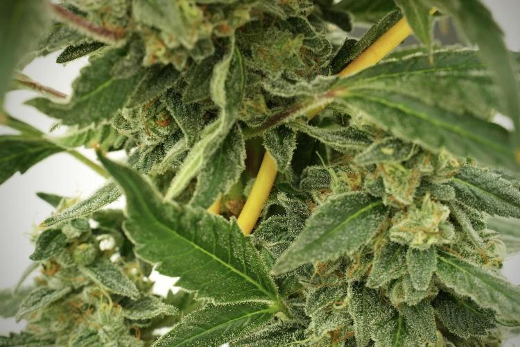 Catching The Ghost Train Haze @ Zamnesia. Week 12 - Ghost Train Haze no veg 
