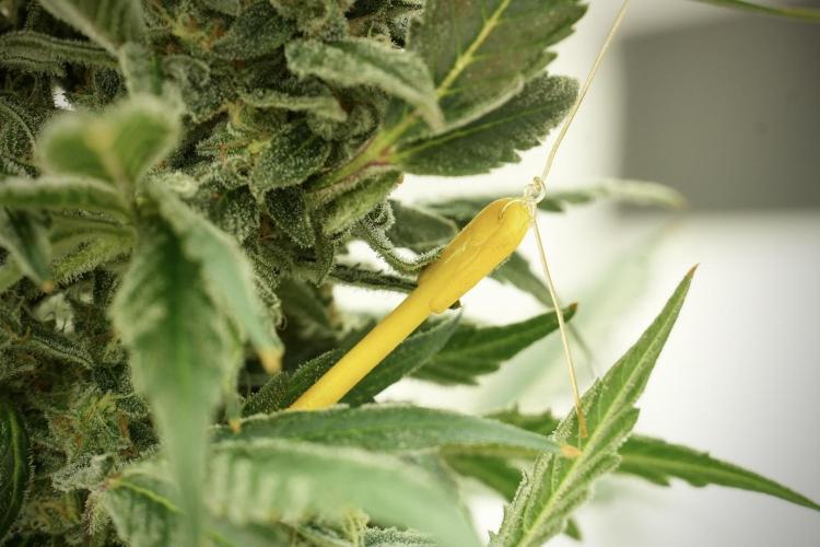 Catching The Ghost Train Haze @ Zamnesia. Week 12 - Ghost Train Haze no veg