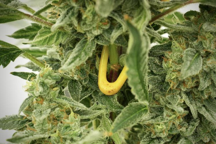 Catching The Ghost Train Haze @ Zamnesia. Week 12 - Ghost Train Haze no veg bud support