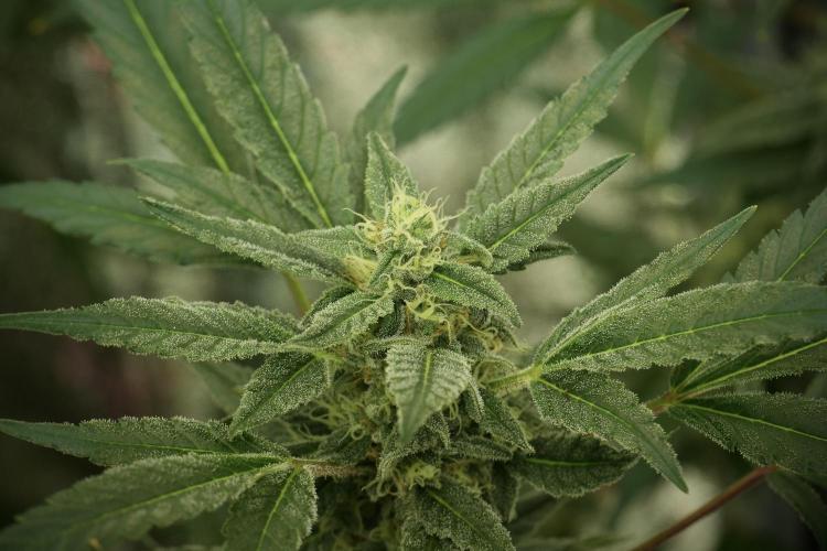 Catching The Ghost Train Haze @ Zamnesia. Week 12 - Ghost Train Haze no veg 