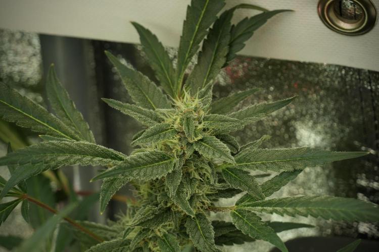 Catching The Ghost Train Haze @ Zamnesia. Week 12 - Ghost Train Haze no veg 