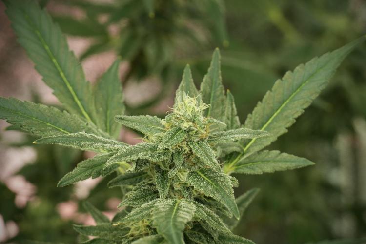 Catching The Ghost Train Haze @ Zamnesia. Week 12 - Ghost Train Haze no veg 