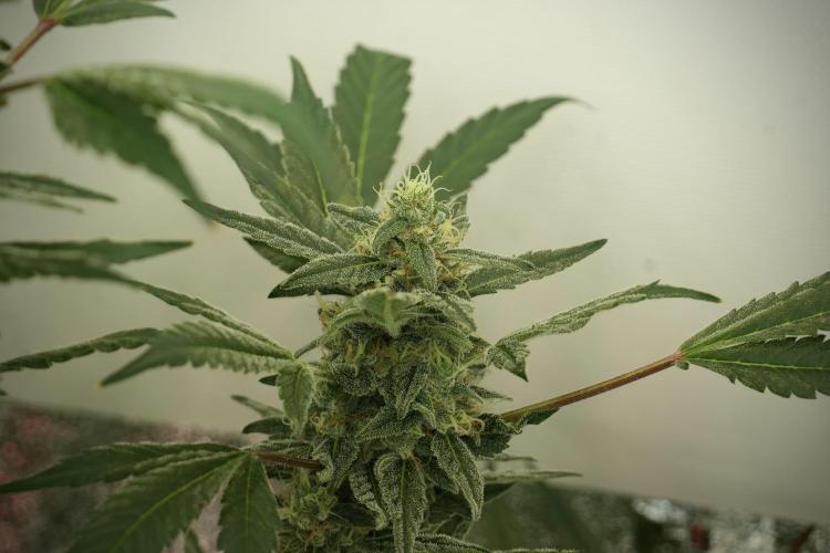 Catching The Ghost Train Haze @ Zamnesia. Week 12 - Ghost Train Haze no veg 