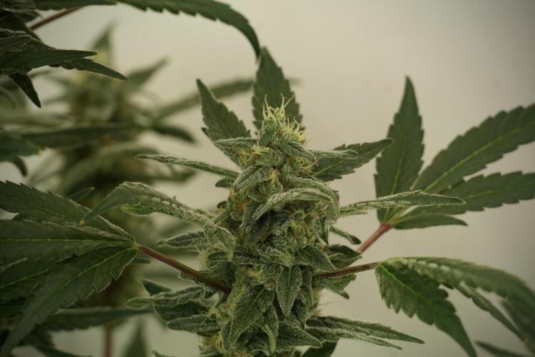 Catching The Ghost Train Haze @ Zamnesia. Week 12 - Ghost Train Haze no veg 
