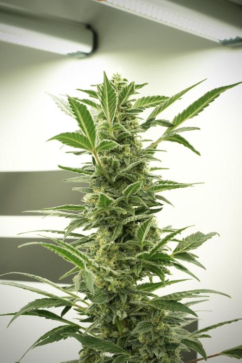 Catching The Ghost Train Haze @ Zamnesia. Week 12 - Ghost Train Haze no veg 