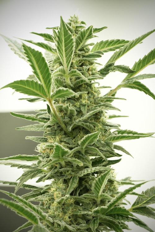 Catching The Ghost Train Haze @ Zamnesia. Week 12 - Ghost Train Haze no veg 