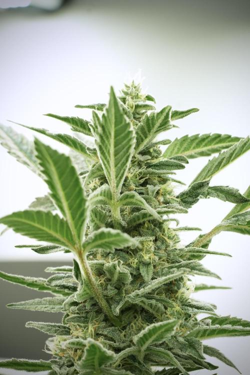 Catching The Ghost Train Haze @ Zamnesia. Week 12 - Ghost Train Haze no veg 