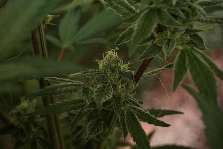 Catching The Ghost Train Haze @ Zamnesia. Week 12 - Ghost Train Haze no veg 
