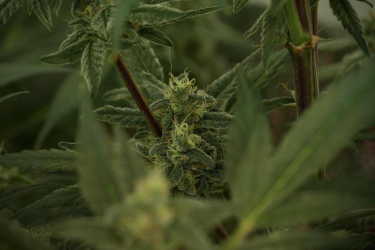 Catching The Ghost Train Haze @ Zamnesia. Week 12 - Ghost Train Haze no veg 
