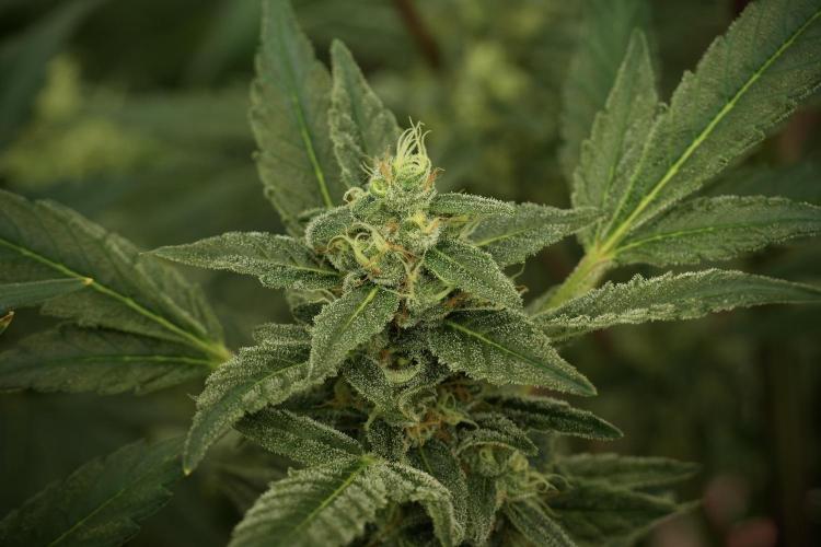 Catching The Ghost Train Haze @ Zamnesia. Week 12 - Ghost Train Haze no veg 