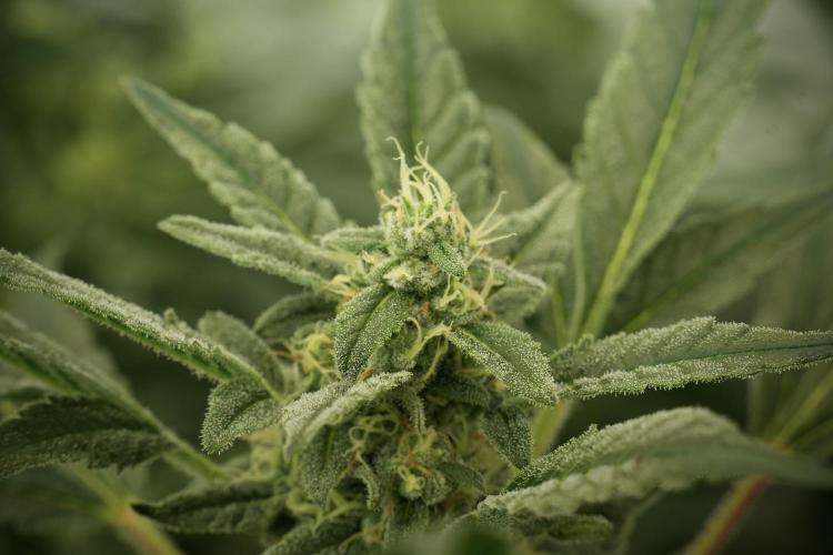 Catching The Ghost Train Haze @ Zamnesia. Week 12 - Ghost Train Haze no veg 