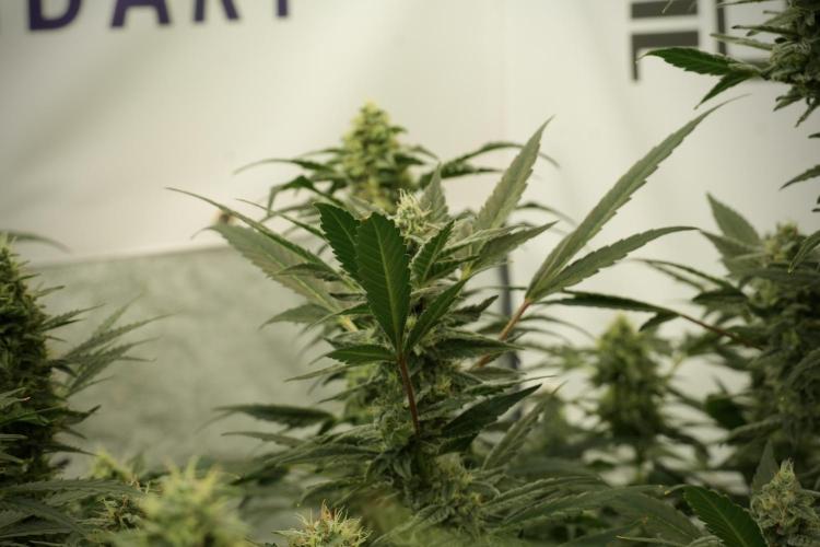 Catching The Ghost Train Haze @ Zamnesia. Week 12 - Ghost Train Haze no veg 