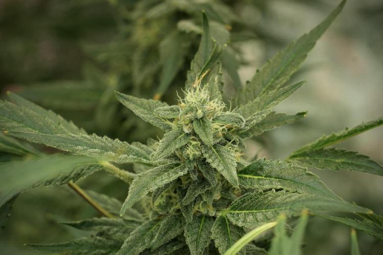 Catching The Ghost Train Haze @ Zamnesia. Week 12 - Ghost Train Haze no veg 