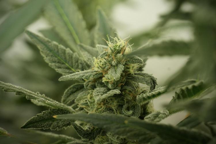 Catching The Ghost Train Haze @ Zamnesia. Week 12 - Ghost Train Haze no veg 