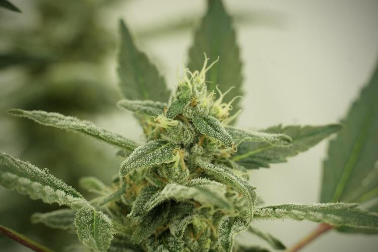 Catching The Ghost Train Haze @ Zamnesia. Week 12 - Ghost Train Haze no veg 