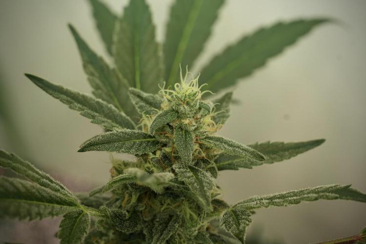 Catching The Ghost Train Haze @ Zamnesia. Week 12 - Ghost Train Haze no veg 