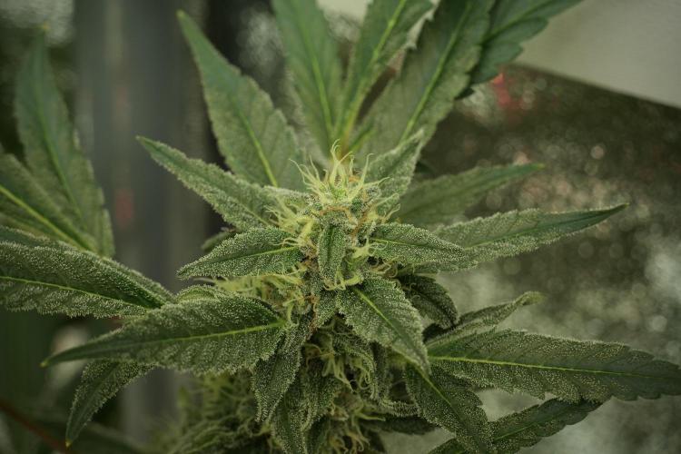 Catching The Ghost Train Haze @ Zamnesia. Week 12 - Ghost Train Haze no veg 