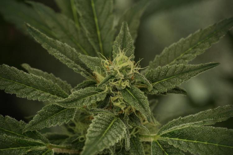 Catching The Ghost Train Haze @ Zamnesia. Week 12 - Ghost Train Haze no veg 