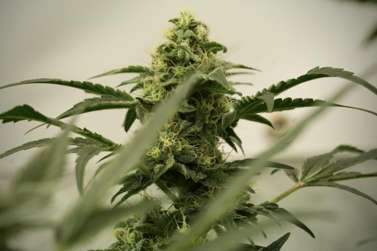Catching The Ghost Train Haze @ Zamnesia. Week 12 - Ghost Train Haze no veg 