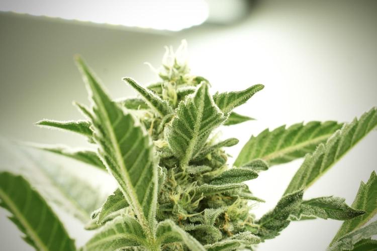 Catching The Ghost Train Haze @ Zamnesia. Week 12 - Ghost Train Haze no veg 