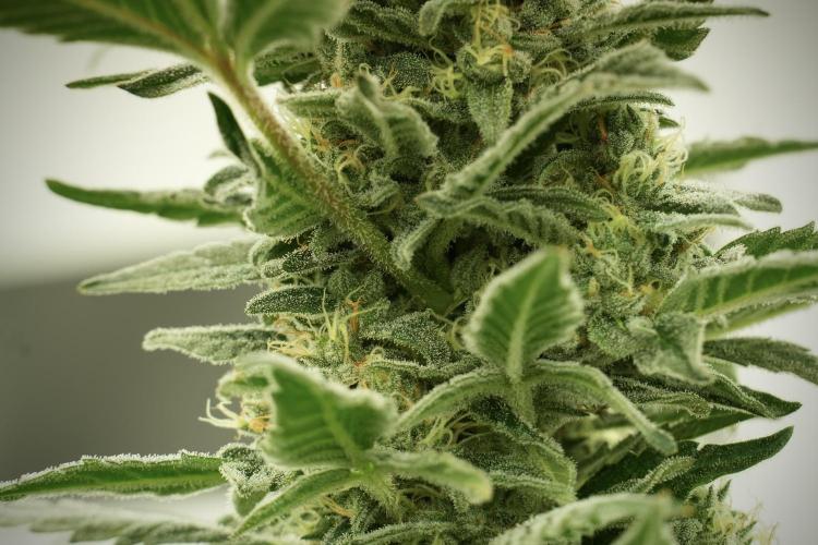 Catching The Ghost Train Haze @ Zamnesia. Week 12 - Ghost Train Haze no veg 