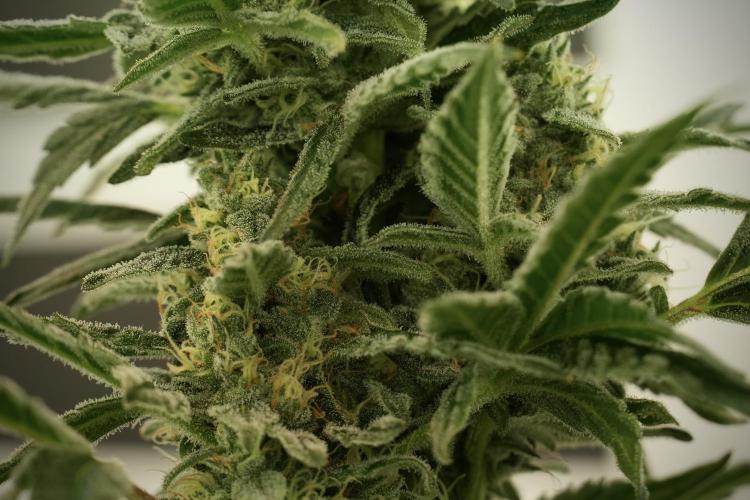 Catching The Ghost Train Haze @ Zamnesia. Week 12 - Ghost Train Haze no veg 