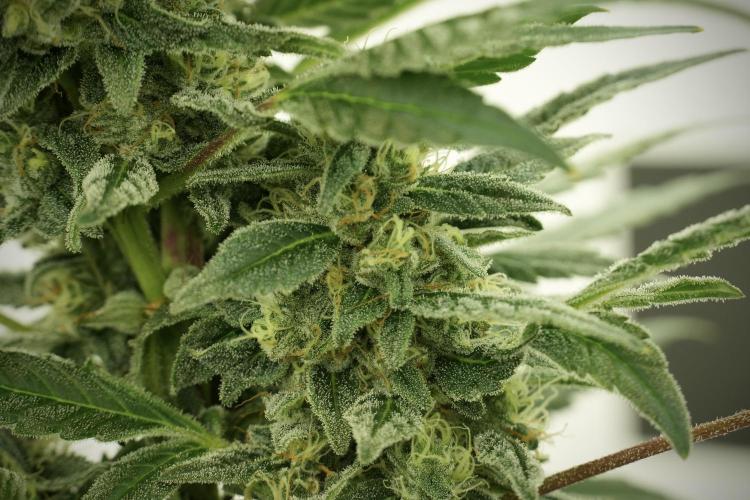 Catching The Ghost Train Haze @ Zamnesia. Week 12 - Ghost Train Haze no veg 