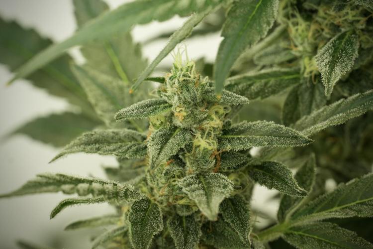 Catching The Ghost Train Haze @ Zamnesia. Week 12 - Ghost Train Haze no veg 