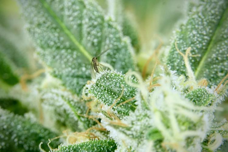Catching The Ghost Train Haze @ Zamnesia. Week 12 - Ghost Train Haze no veg 