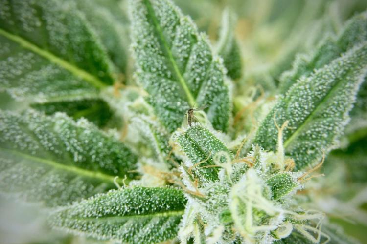 Catching The Ghost Train Haze @ Zamnesia. Week 12 - Ghost Train Haze no veg 