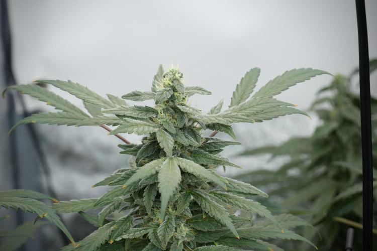Catching The Ghost Train Haze @ Zamnesia. Week 12 - Ghost Train Haze no veg 