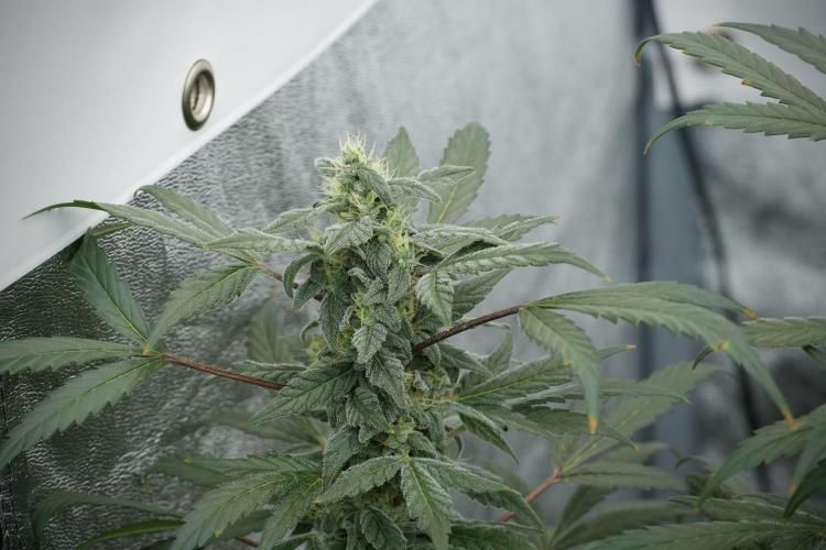 Catching The Ghost Train Haze @ Zamnesia. Week 12 - Ghost Train Haze no veg 