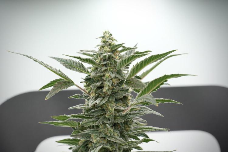 Catching The Ghost Train Haze @ Zamnesia. Week 12 - Ghost Train Haze no veg 