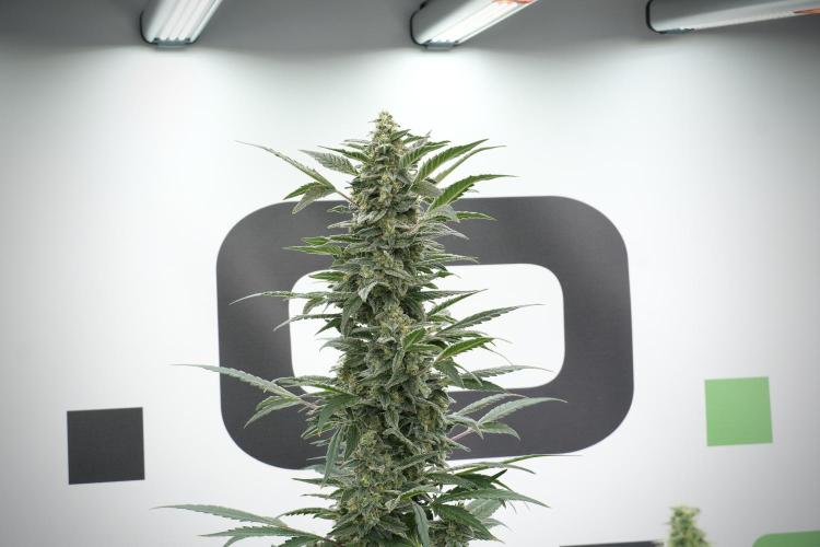 Catching The Ghost Train Haze @ Zamnesia. Week 12 - Ghost Train Haze no veg 