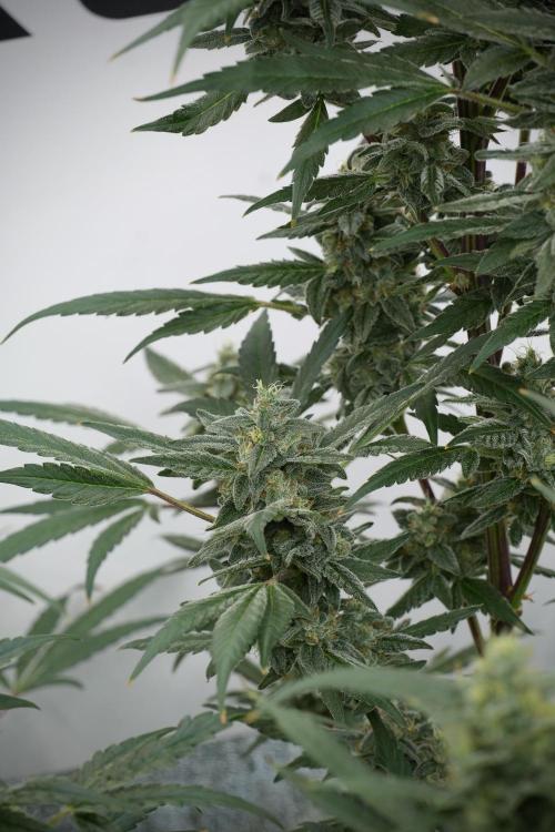 Catching The Ghost Train Haze @ Zamnesia. Week 12 - Ghost Train Haze no veg 