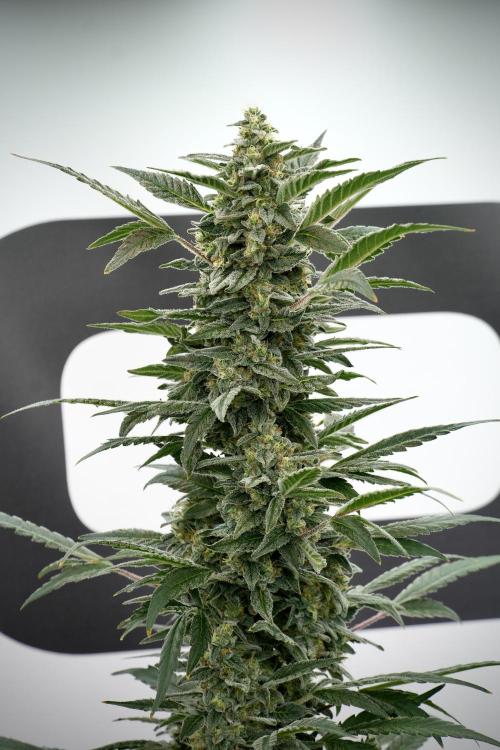 Catching The Ghost Train Haze @ Zamnesia. Week 12 - Ghost Train Haze no veg 