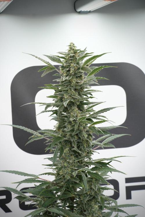 Catching The Ghost Train Haze @ Zamnesia. Week 12 - Ghost Train Haze no veg 