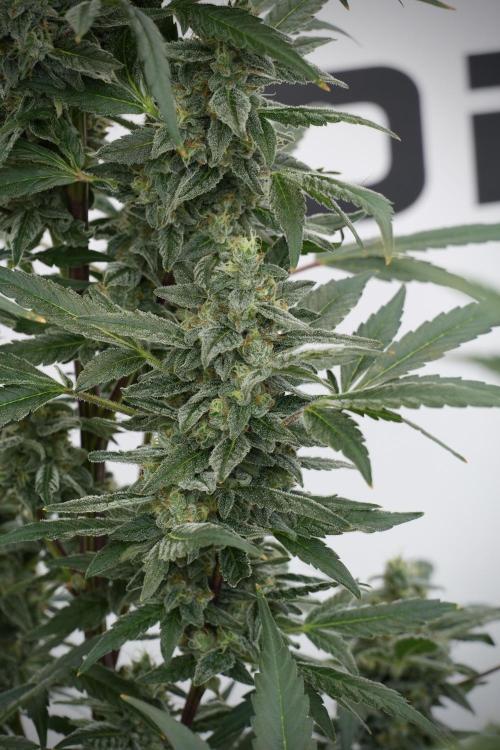 Catching The Ghost Train Haze @ Zamnesia. Week 12 - Ghost Train Haze no veg 