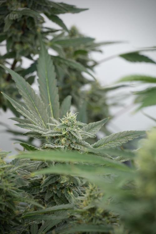 Catching The Ghost Train Haze @ Zamnesia. Week 12 - Ghost Train Haze no veg 