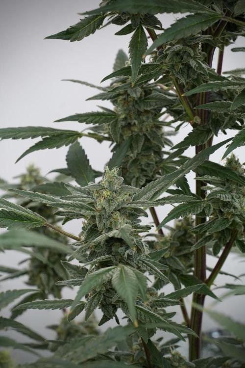 Catching The Ghost Train Haze @ Zamnesia. Week 12 - Ghost Train Haze no veg 