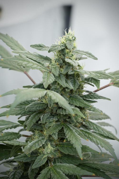 Catching The Ghost Train Haze @ Zamnesia. Week 12 - Ghost Train Haze no veg 