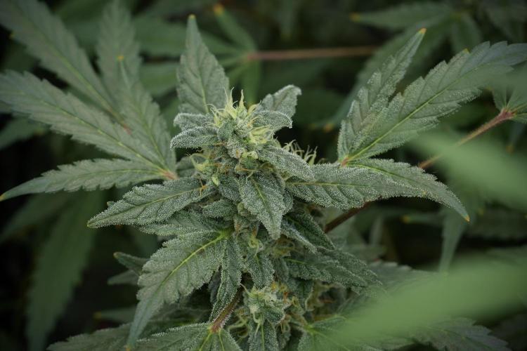 Catching The Ghost Train Haze @ Zamnesia. Week 12 - Ghost Train Haze no veg 