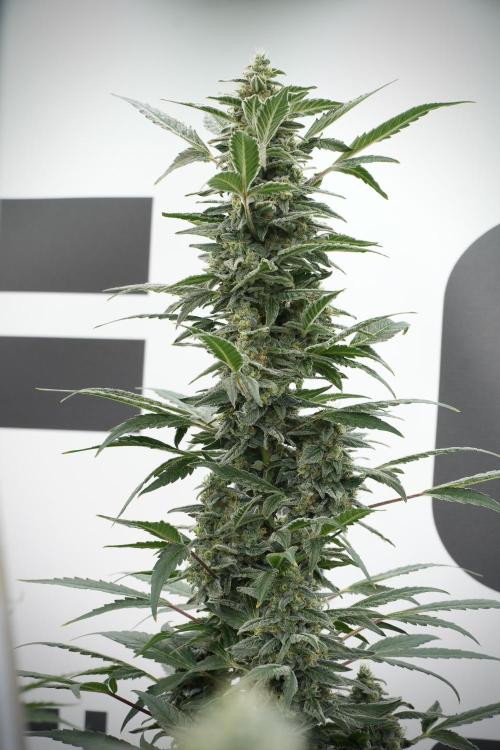 Catching The Ghost Train Haze @ Zamnesia. Week 12 - Ghost Train Haze no veg 