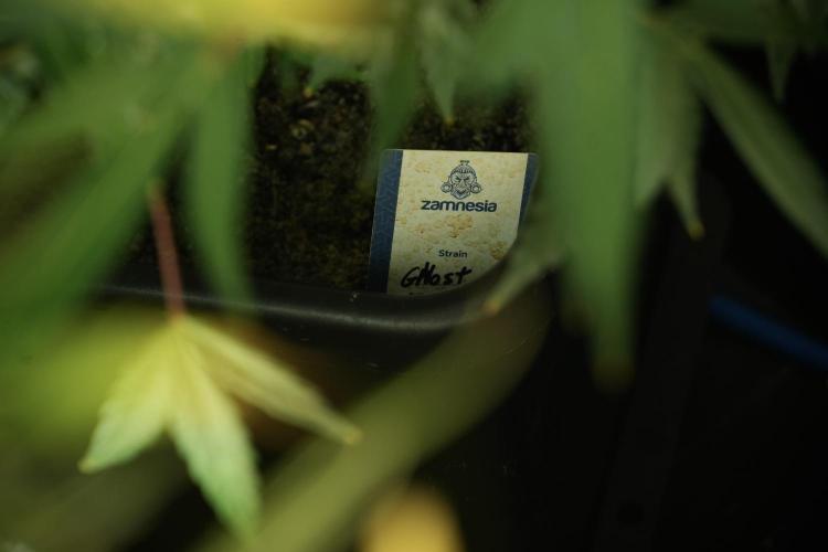 Catching The Ghost Train Haze @ Zamnesia. Week 12 - Ghost Train Haze no veg 