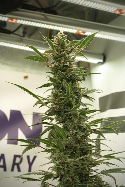 Catching The Ghost Train Haze @ Zamnesia. Week 12 - Ghost Train Haze no veg 
