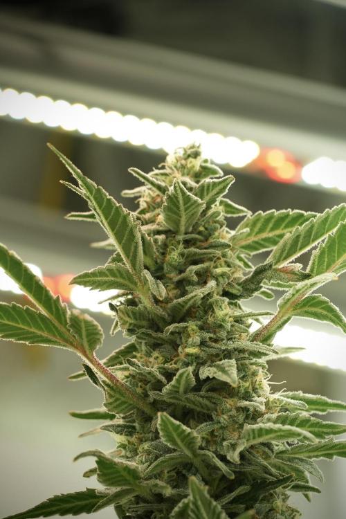 Catching The Ghost Train Haze @ Zamnesia. Week 12 - Ghost Train Haze no veg 