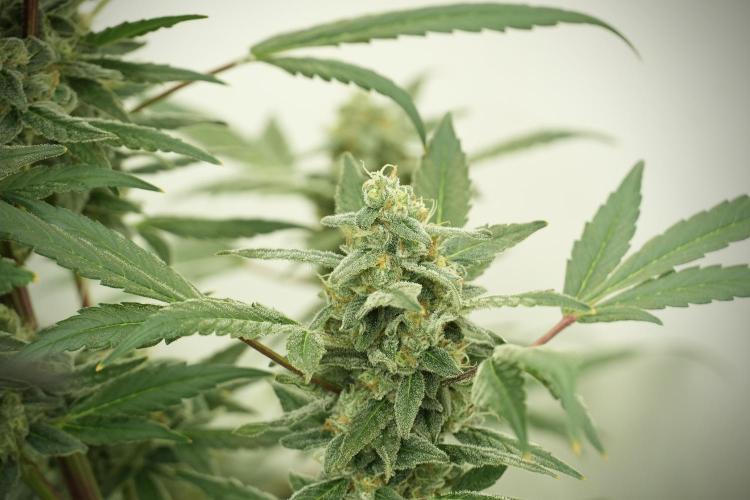 Catching The Ghost Train Haze @ Zamnesia. Week 12 - Ghost Train Haze no veg 